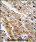 ALDH9A1 Antibody (N-term)